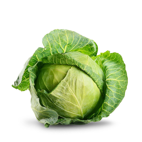 Cabbage
