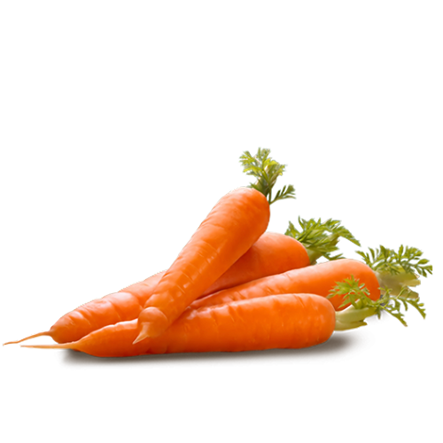Carrot